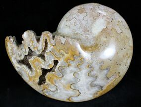 Gorgeous Polished Ammonite Fossil - Morocco #28840