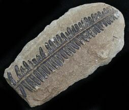 Plant Fossils For Sale - FossilEra.com