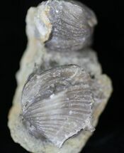 Platystrophia Brachiopod Cluster - Kentucky #29199