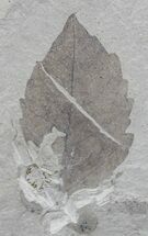 Fossil Oak Leaf (Quercus) - Green River Formation #29189