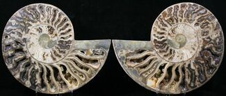 Choffaticeras Ammonite With Deep Crystal Pockets #29154