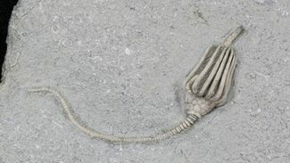 Macrocrinus Crinoid With Stem - Indiana #29384