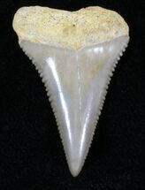 Light-Colored Fossil Great White Shark Tooth - #29337