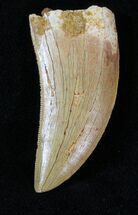 Light-Colored, Carcharodontosaurus Tooth - Serrated #29478