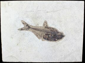 Diplomystus Fossil Fish - inch Layer #29540
