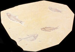 Diplomystus and Knightia Fossil Fish Plate - x #29581