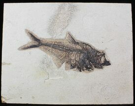 Large Diplomystus Fossil Fish - inch Layer #29550