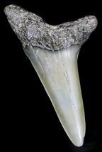 Sharp Fossil Mako Tooth - Maryland #29943