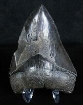 Jet Black, Glossy Megalodon Tooth - #3707
