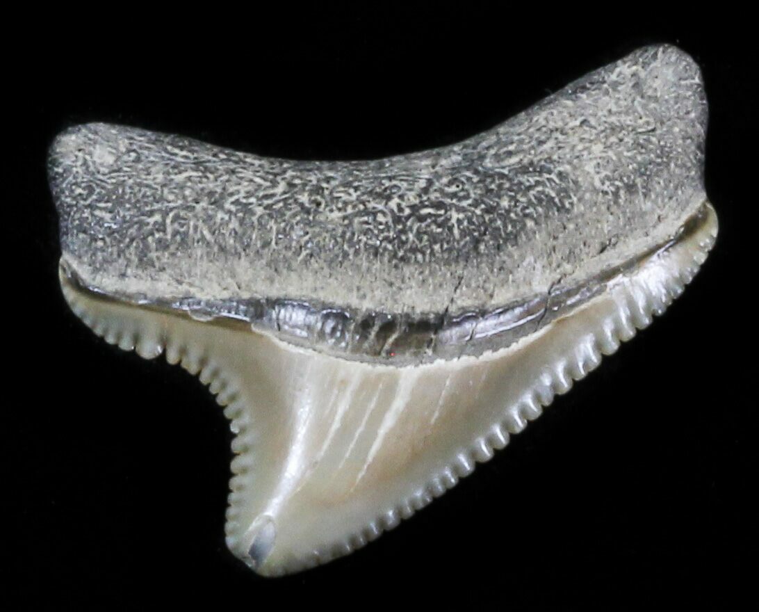 Tiny, Serrated, 1" Baby Megalodon Tooth - Maryland For Sale (#30117