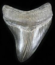 Excellent Megalodon Tooth - Savannah, Georgia #30056