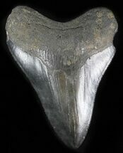Black, Serrated Megalodon Tooth - Georgia #30073