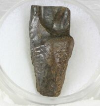 Triceratops Shed Tooth - Montana #30164