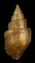 Agatized Fossil Gastropod From Morocco - #30302