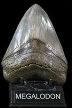Serrated Megalodon Tooth - Almost Inches! #30368