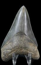 Sharp Lower Megalodon Tooth - Georgia #30371