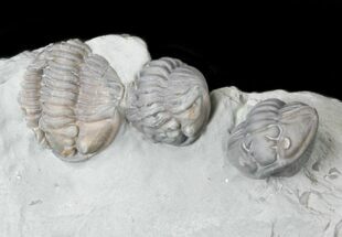 Enrolled Flexicalymene Trilobite From Ohio #30460