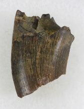 Partial Tyrannosaur Tooth - Hell Creek Formation #30510