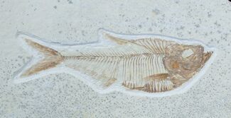 Inch Diplomystus Fossil Fish - Wyoming #3779