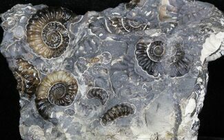 Marston Magna Ammonite Cluster #30765