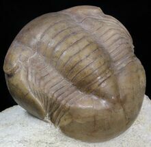 Big Illaenus Sinuatus Trilobite - Russia #31314