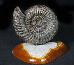 Russian Ammonite (Speetoniceras) With Agate Base #31372