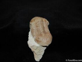 Cute Illaenus Oblongatus Trilobite - D #468