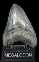 Large, Serrated Megalodon Tooth - South Carolina #31599