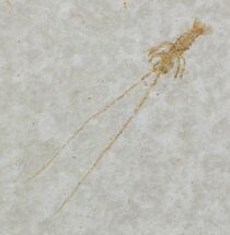 Juvenile Fossil Lobster (Mecochirus) - Solnhofen Limestone #31710