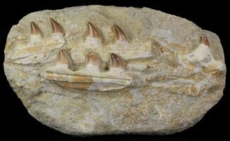Halisaurus (Mosasaur) Jaw Sections With Teeth #31773