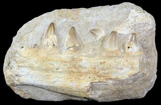 Mosasaur (Eremiasaurus) Jaw Section In Rock #31774