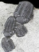 Nice Eldredgeops (Phacops) Trilobites Multiple - New York #32447