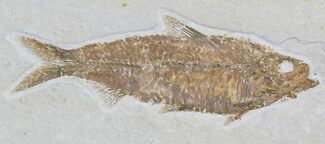 Nice Knightia Fossil Fish - Wyoming #32688