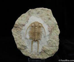 Russian Trilobite - Paraceraurus Exsul #474