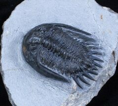 Large Mrakibina Trilobite - Long Genals #3904