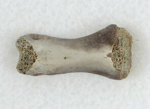 Tiny Theropod Toe Bone - Javalina Formation, Texas #33220