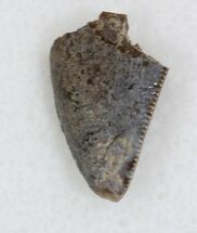 Serrated Tyrannosaur Tooth Tip - Texas #33233