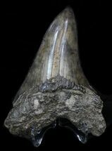Serrated Megalodon Tooth - Nice Blade #33026