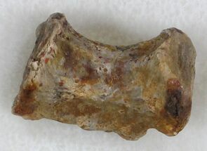 Dimetrodon Caudal (Tail) Vertebrae - Oklahoma #33598
