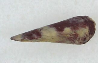 Permian Amphibian (Trimerorhachis) Claw - Oklahoma #33606
