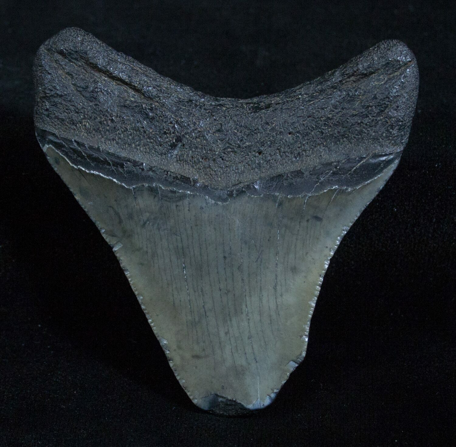 Bargain Posterior Megalodon Tooth - 2.65