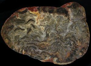 Jurassic Aged Osmunda Petrified Wood - Australia #34056