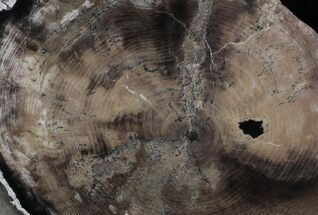 Petrified Wood (Larch) Section - Oregon #34060