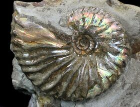 Iridescent Hoploscaphites Ammonite - South Dakota #34175