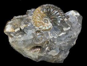 Hoploscaphites Ammonite With Fossil Clams - South Dakota #34177