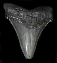 Huge Angustidens Tooth - Megalodon Ancestor #34362