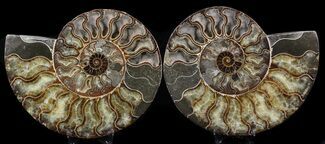 Wide Split Ammonite Pair - Agatized #34369