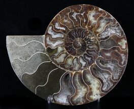 Beautiful Split Ammonite Half - Agatized #34375