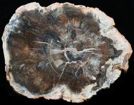 Beautiful Madagascar Petrified Wood Slab - #34486