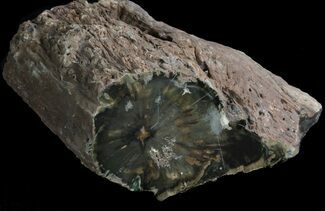 Triassic Petrified Log (Woodworthia) - Zimbabwe #34491